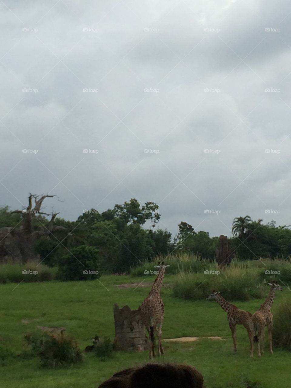 Mammal, Landscape, Grass, Nature, Outdoors