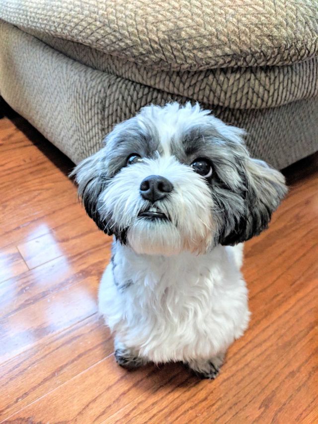 dog pose