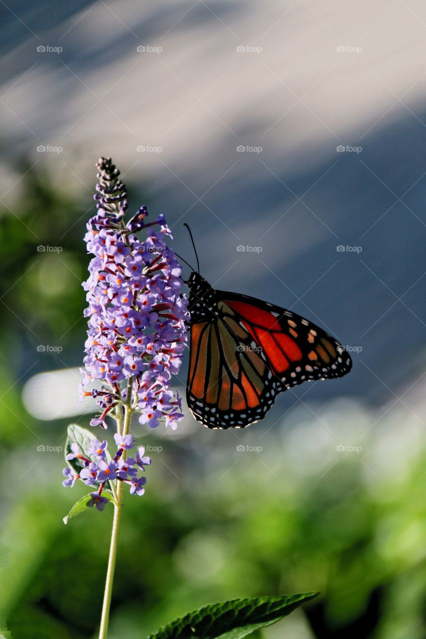 Red butterfly on lilac blossom