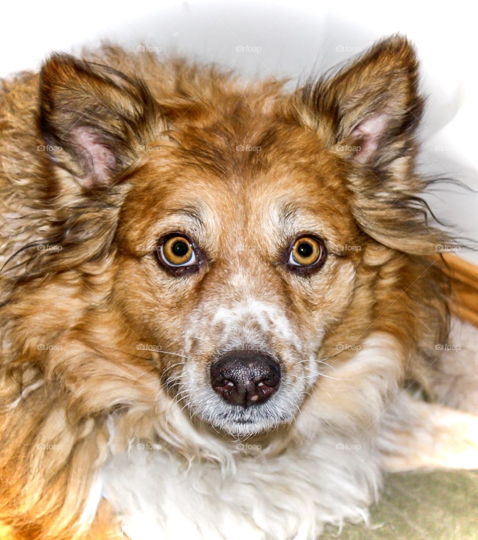 Portrait of a mixed breed dog with stunning eyes staring at the camera 