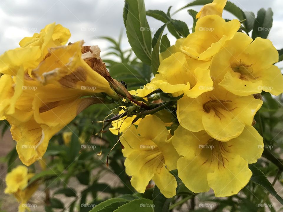 Beautiful yellow flower flowering 