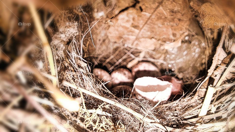 Sparrow Eggs