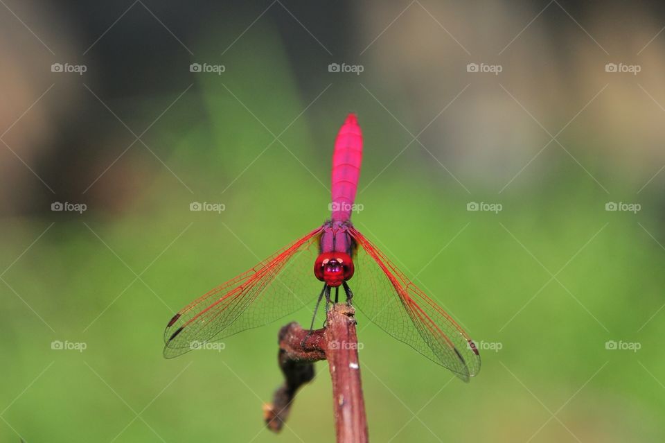 Red deagonfly holds on a branch. Front view. 