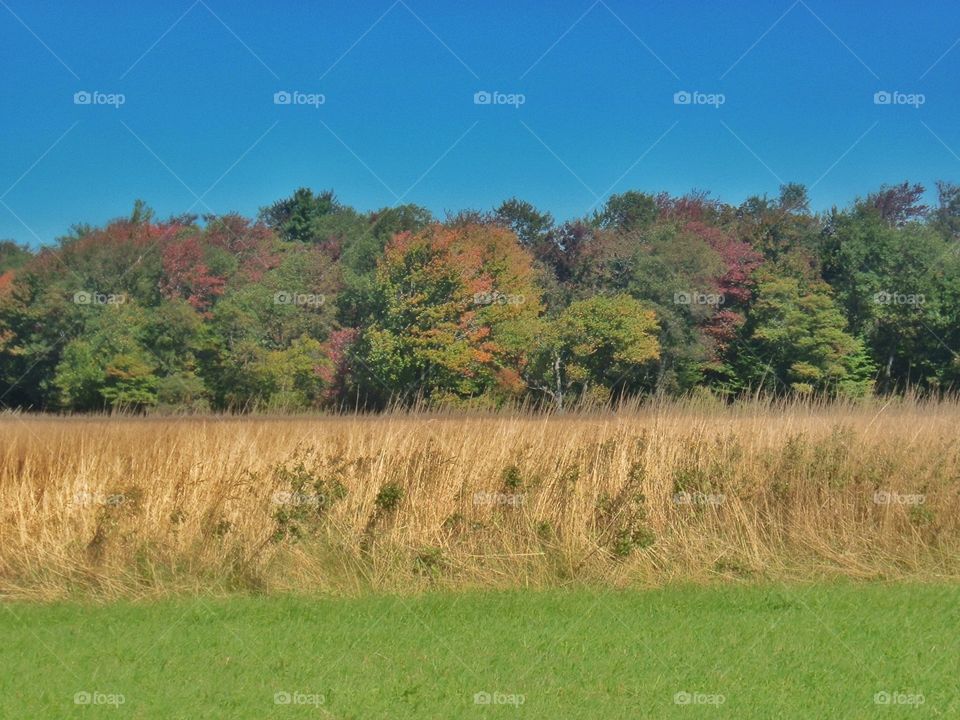 Autumn Corn Fields