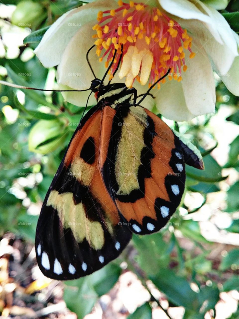 Não resistem ao perfume da flor.