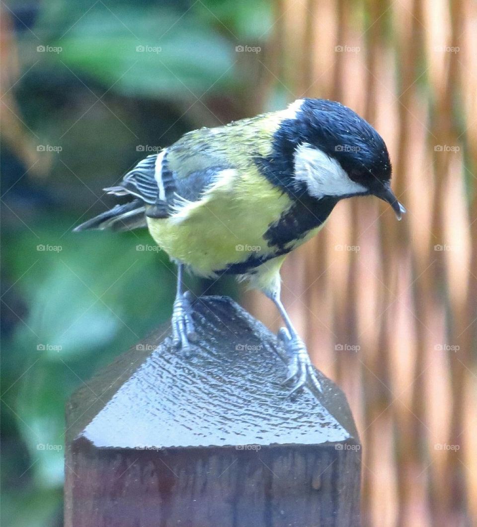 black tit, 