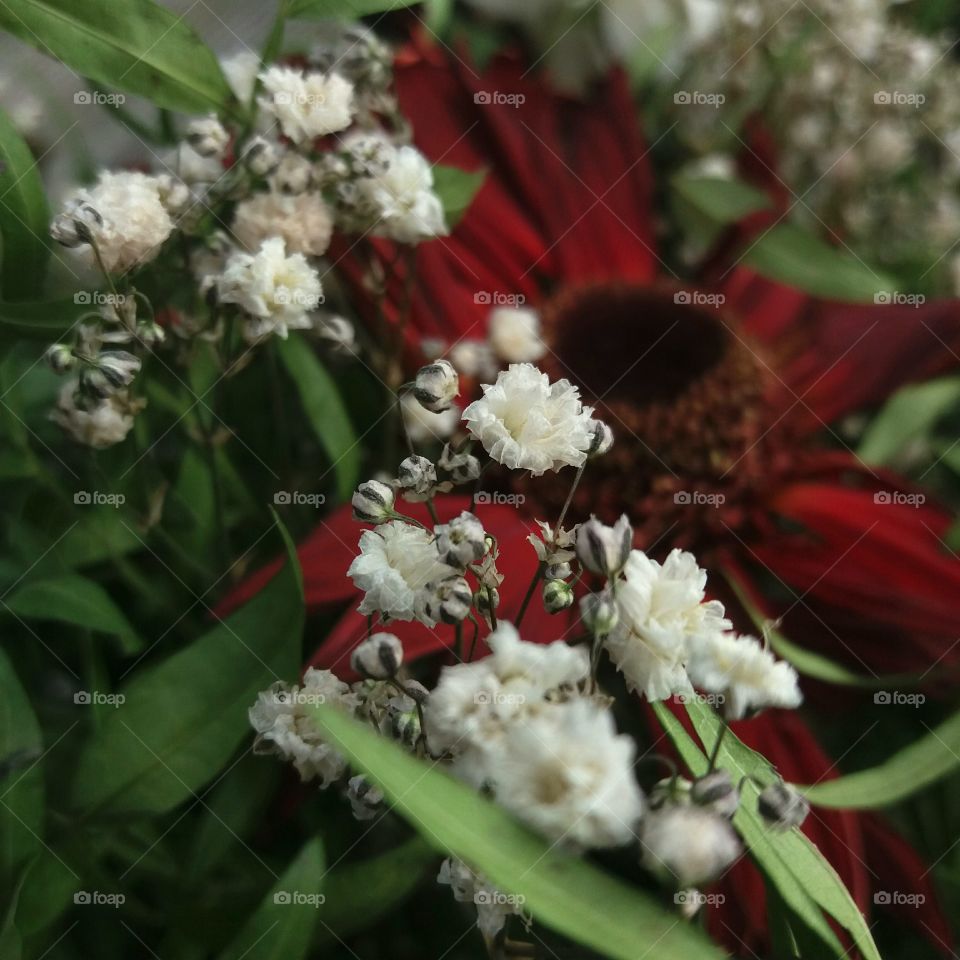 drying flowers