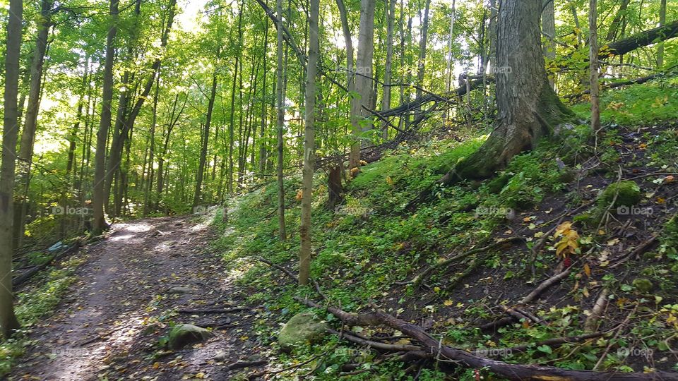Wood, Tree, Landscape, Nature, Leaf