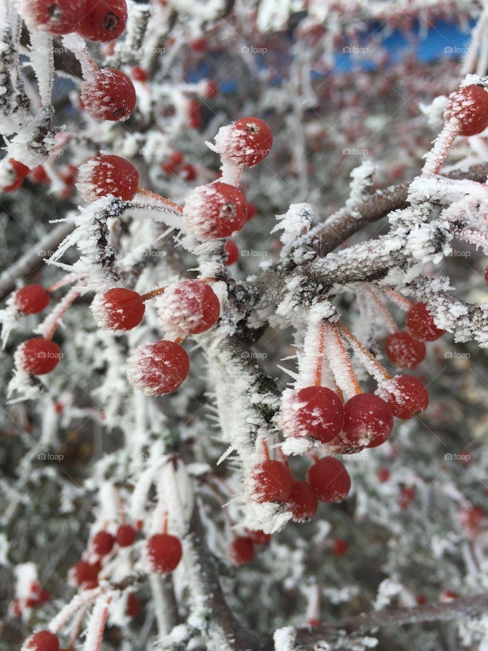 Berry bush in winter