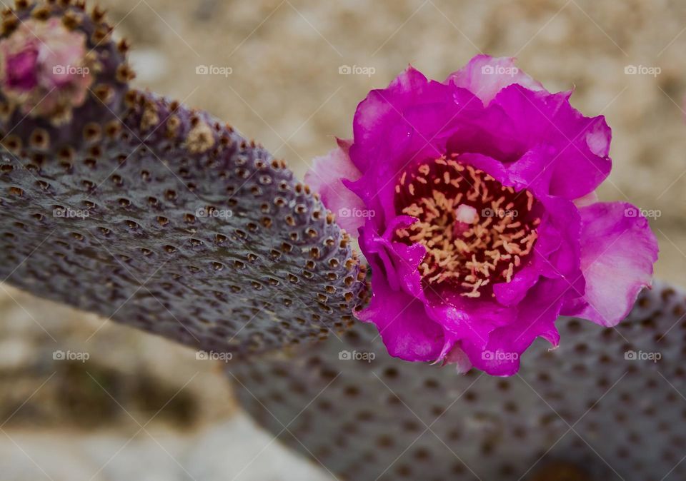 Pink, magenta desert rose flower blooming on a cactus on a beautiful sunny day in Joshua tree National Park in California 