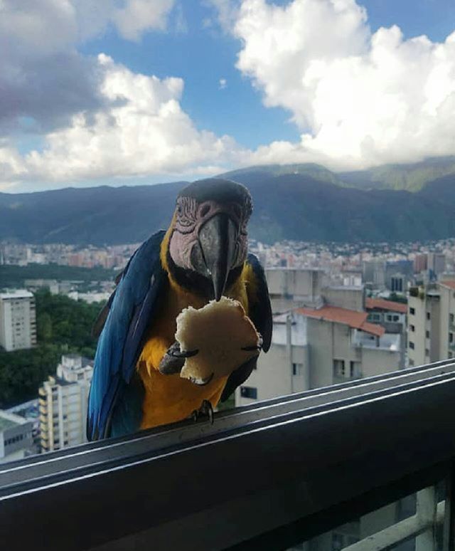 Guacamayas