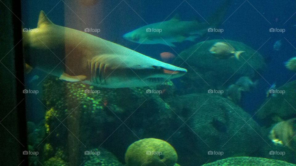 Shark. Shark at Tennessee aquarium