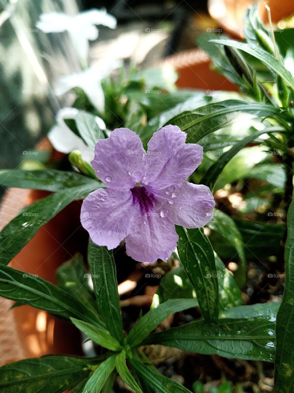Ruellia is a genus of flowering plantscommonly known as ruellias.
Ruellias are popular ornamental plants. Some are used as medicinal plants, but many are known or suspected to be poisonous.