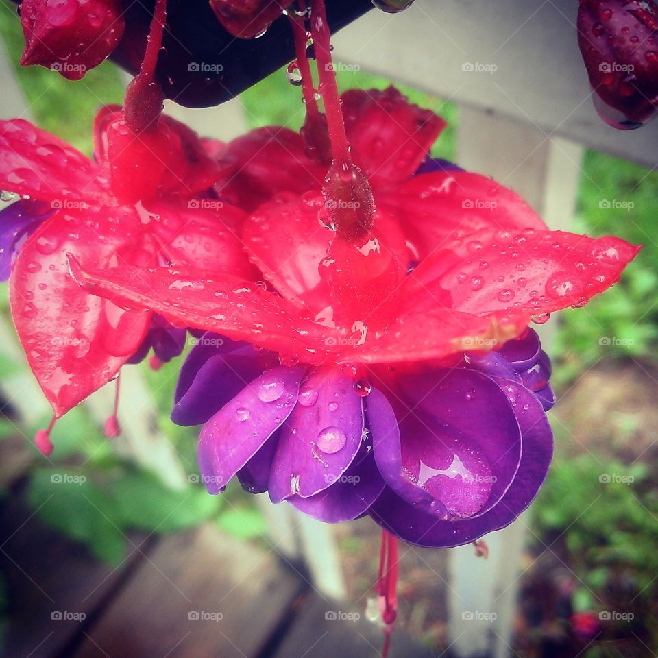 Fuchsia. my fuchsia plant after the rain