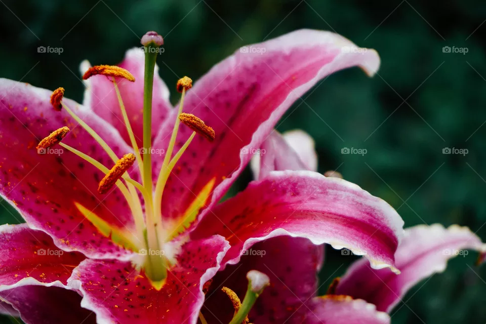 Pretty Pink Flower