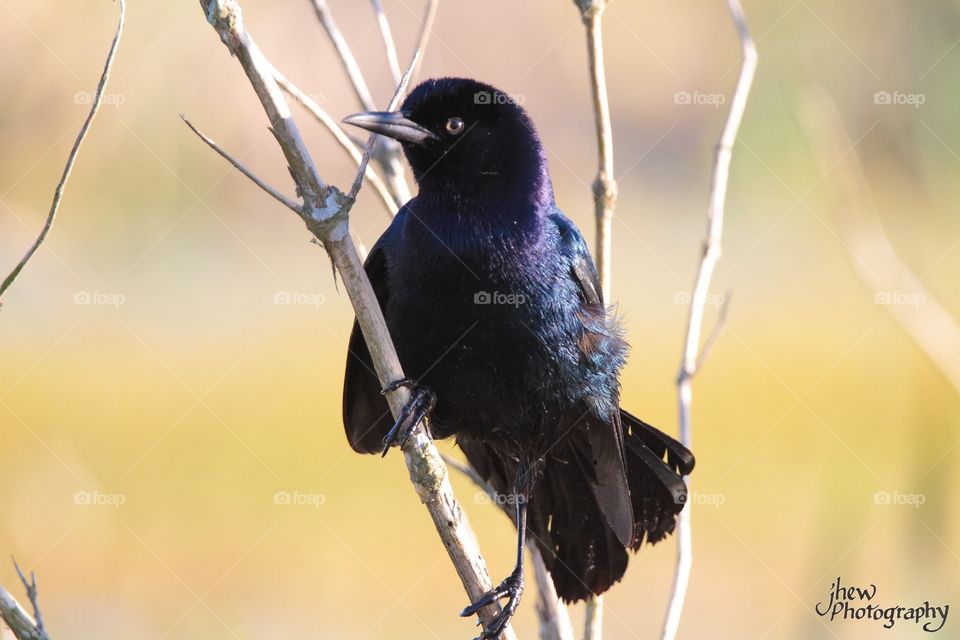 Grackle