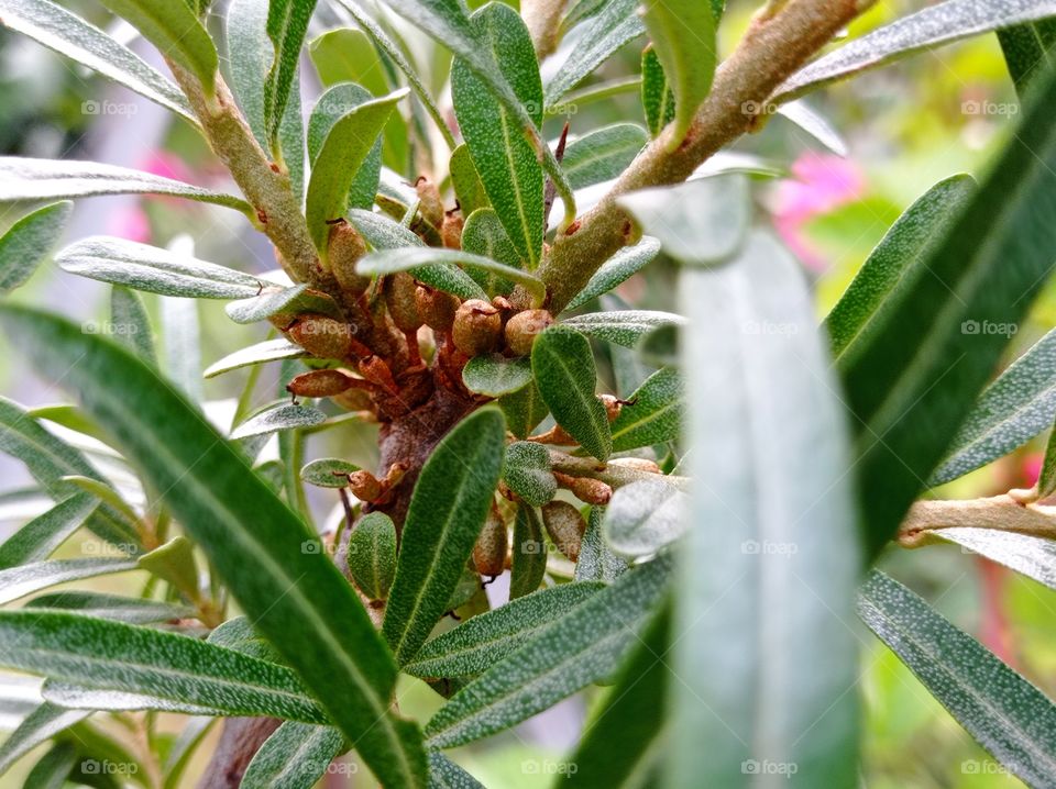 Growingy sea buckthorn berries close-up.