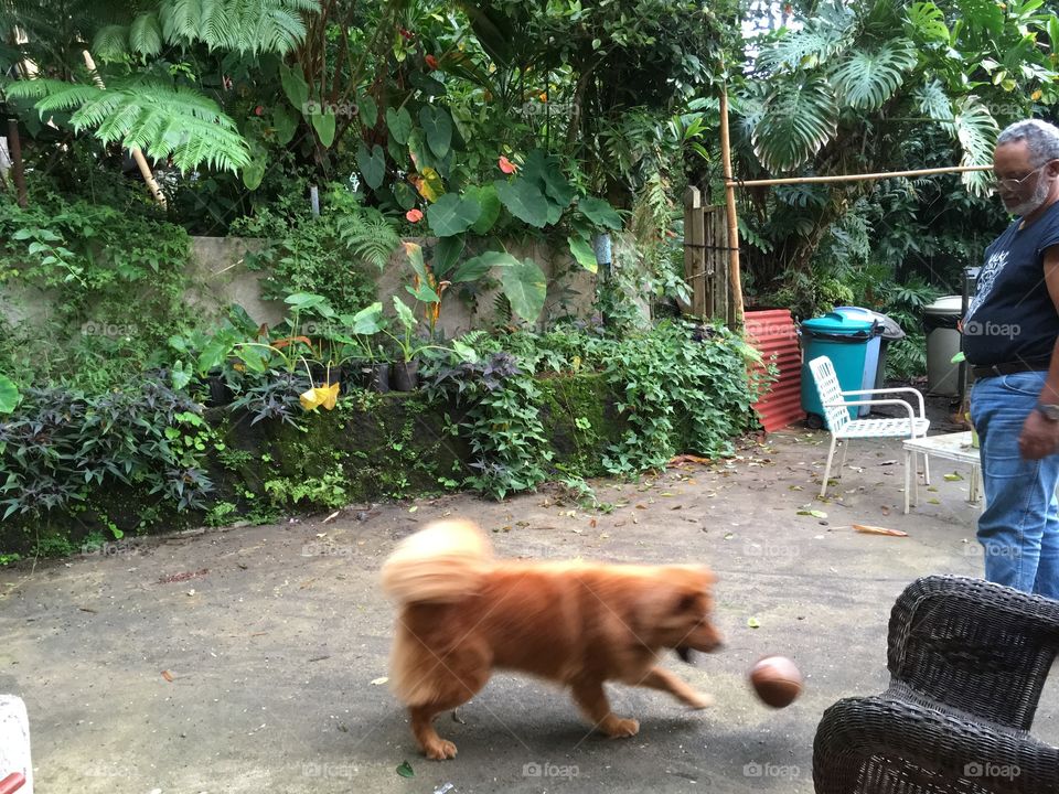 Playing golden chow chow