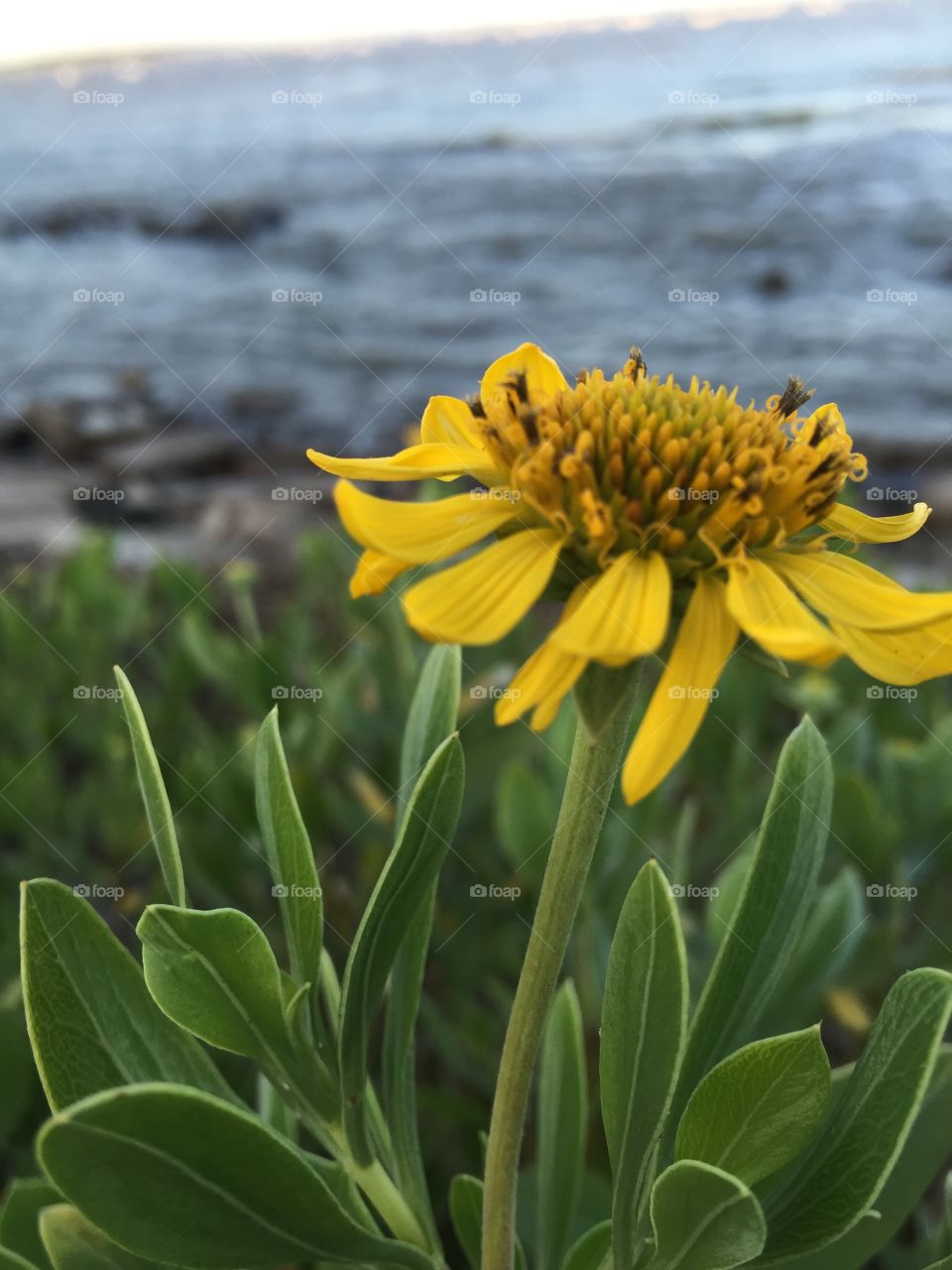 Sunflower growing at outdoors