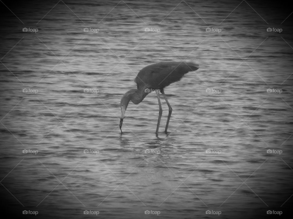 heron grayscale