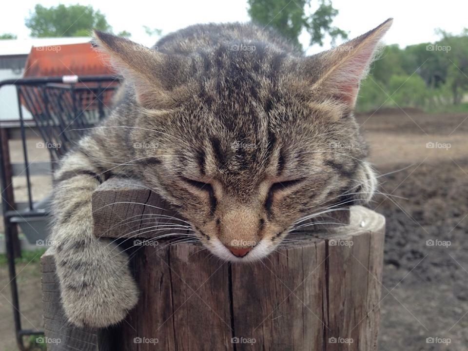 Tired Cat On Fence Post. 