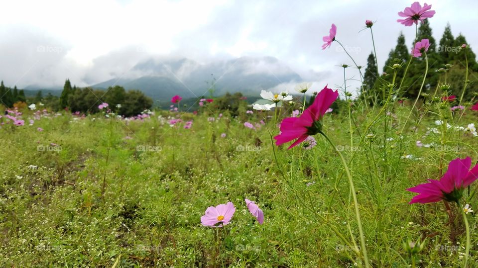 Wild flower fields blossoms