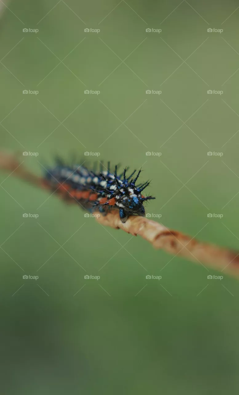 caterpillar