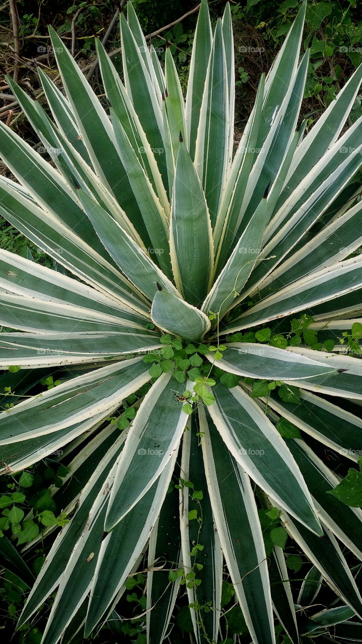 the most beautiful pin cactus green colour in my house