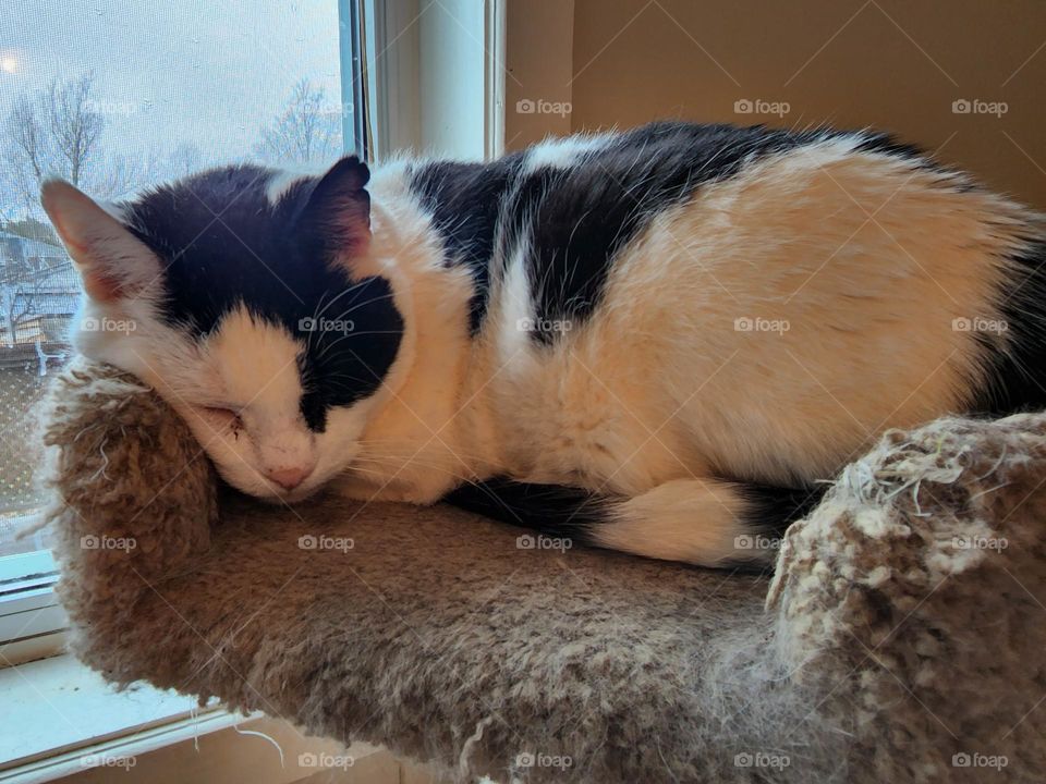 asleep in the cat tree