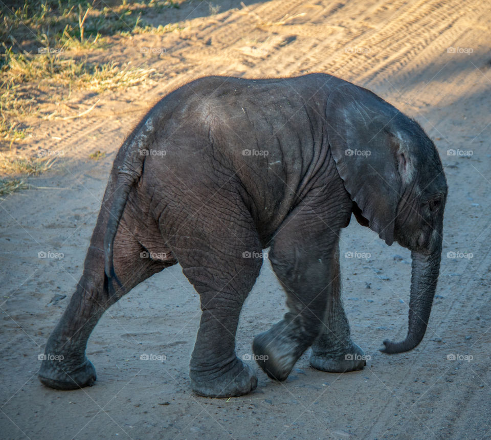 Elephants 