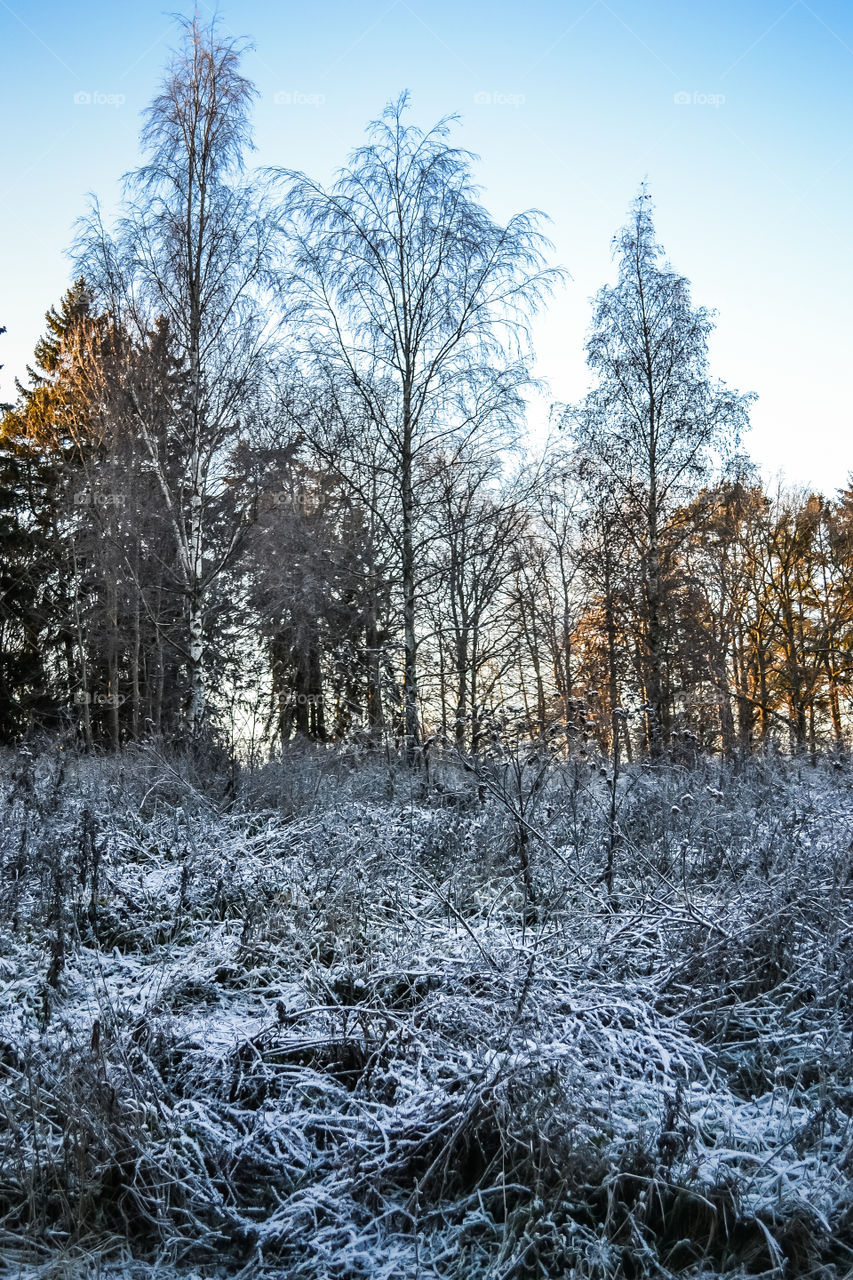 Frosty winter morning in the woods