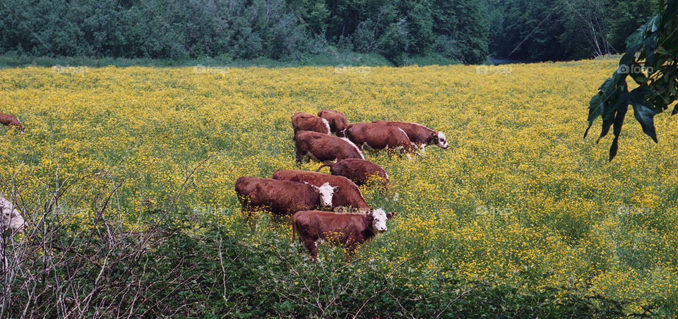 flowers field yellow cow by kshapley