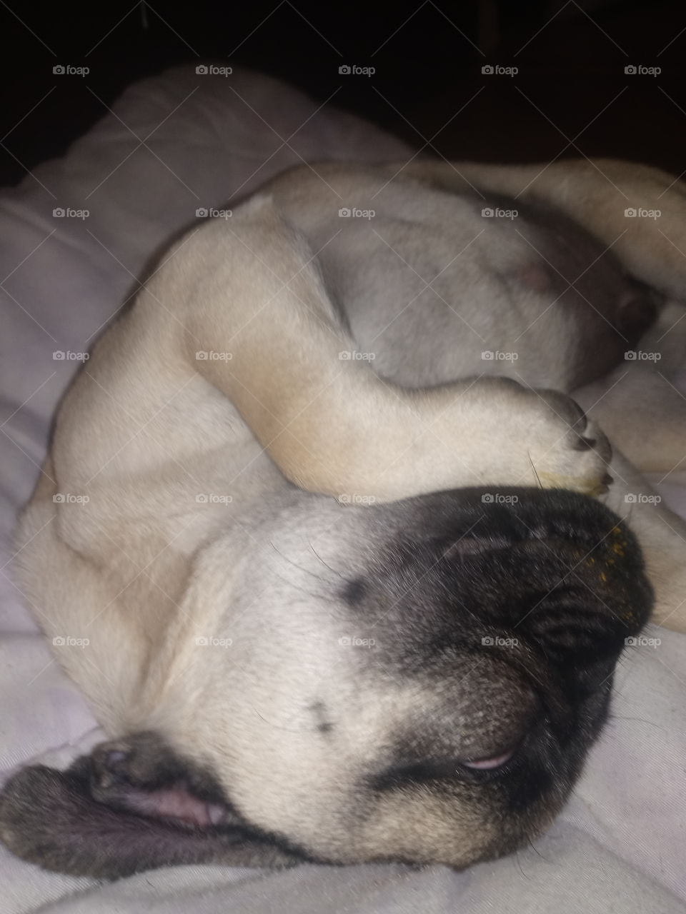 sleeping pug