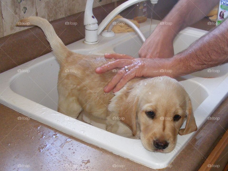 This is Tiger and he was the fattest puppy in the litter.