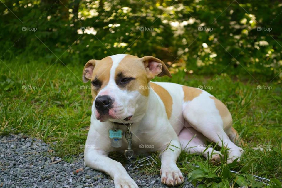 Nikki. Camping at Shenandoah National Park