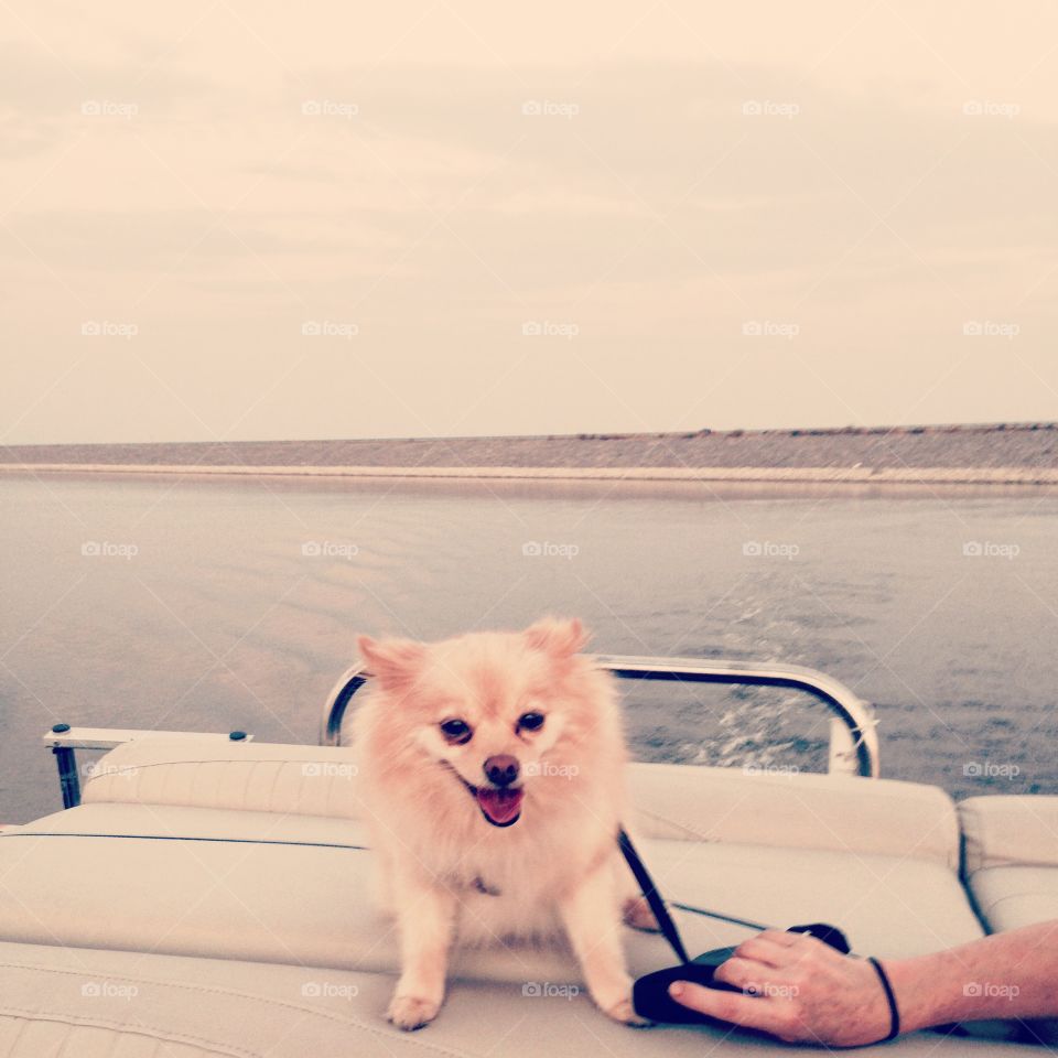 Pup on a boat 