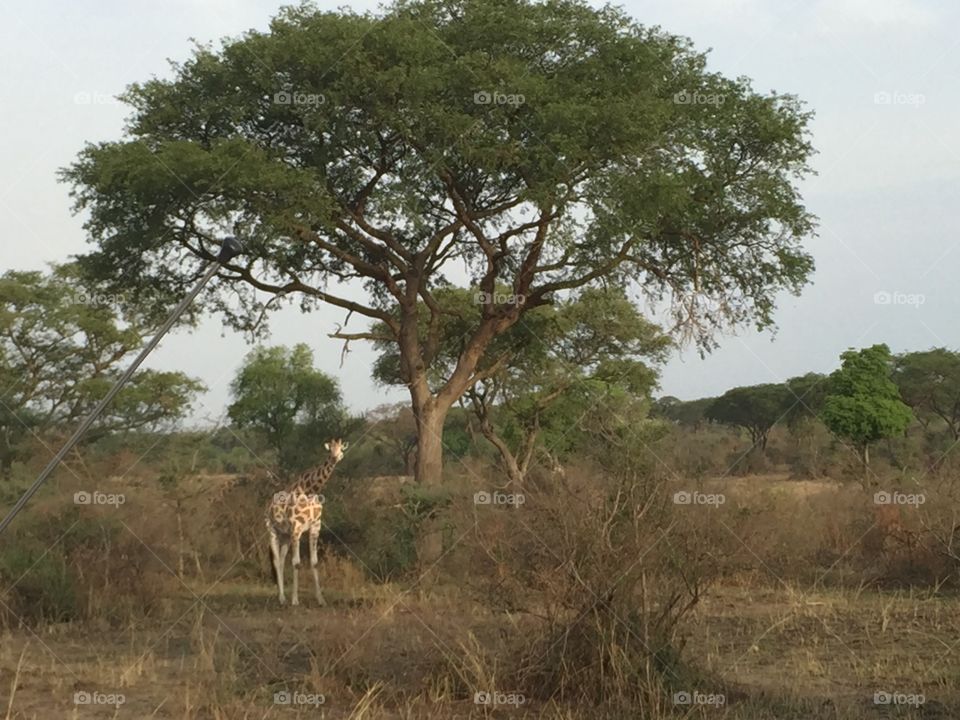 Safari, Savanna, Wildlife, Tree, Serengeti