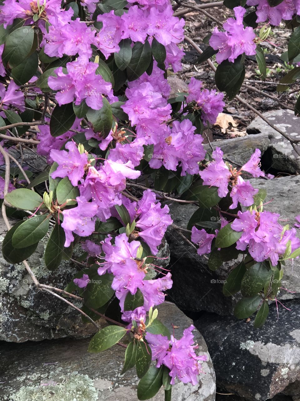 Rhododendron in bloom growing over rocks in Spring