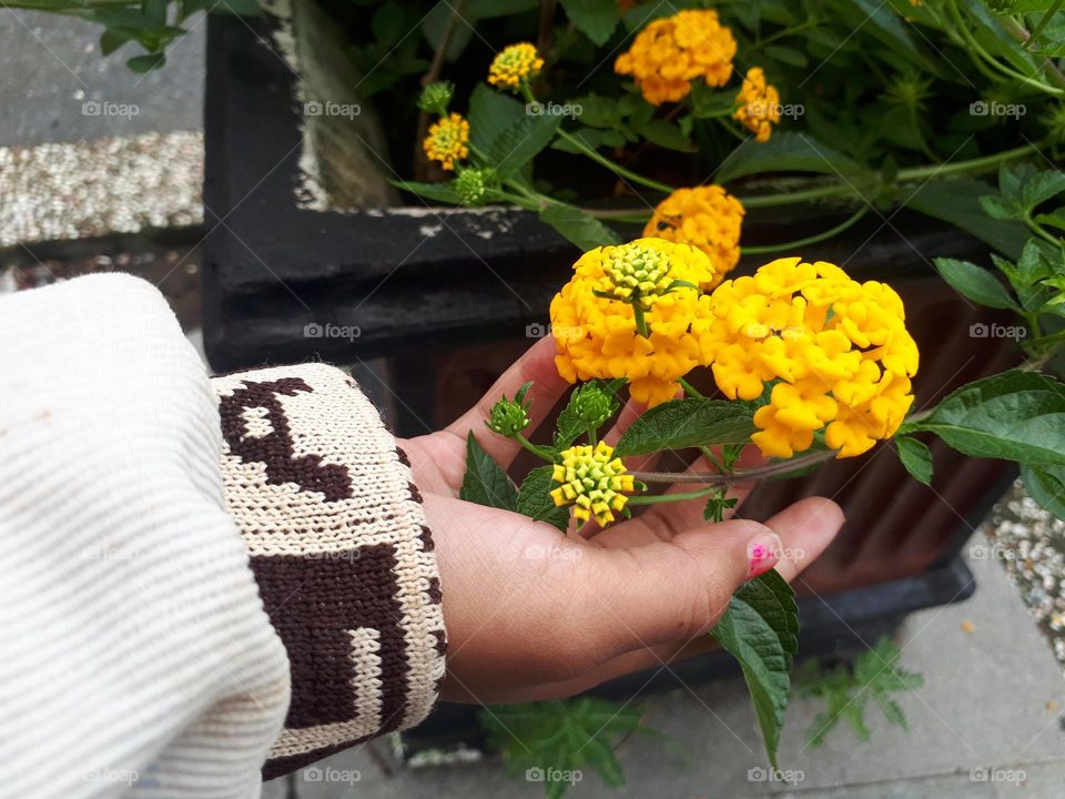 hand touching yellow flower in pot