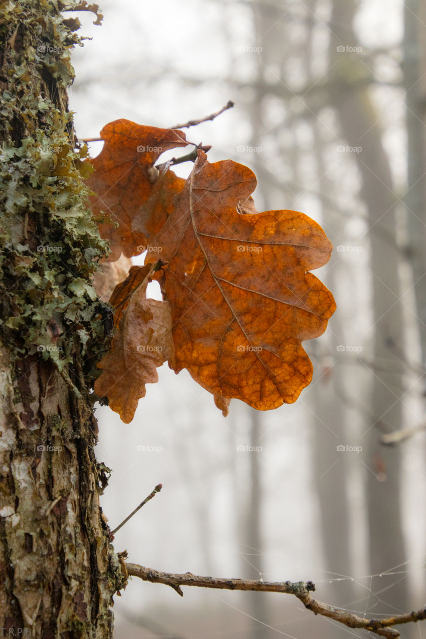 dried frozen oak leaf on a misty day in the forest