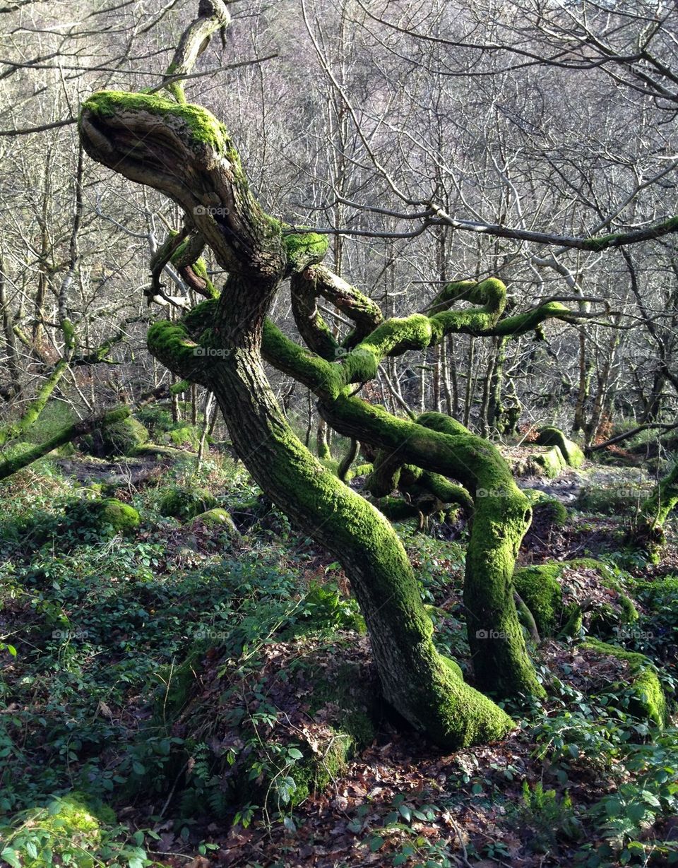 Ancient Forest, Derbyshire