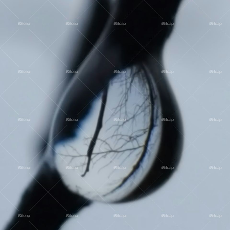 Dew drops & Tree Branches !