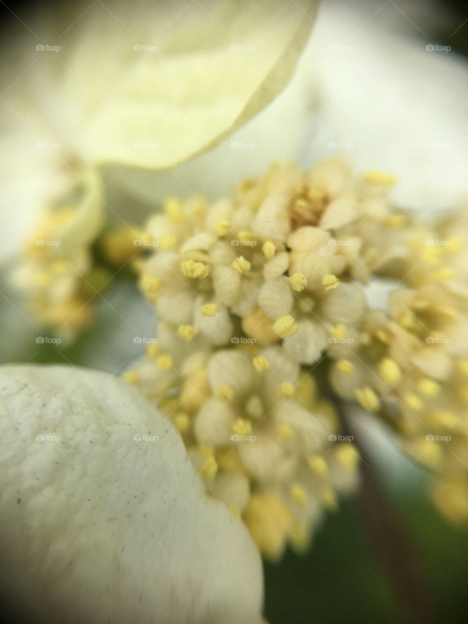 Closeup macro