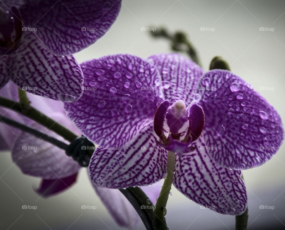 Orchid