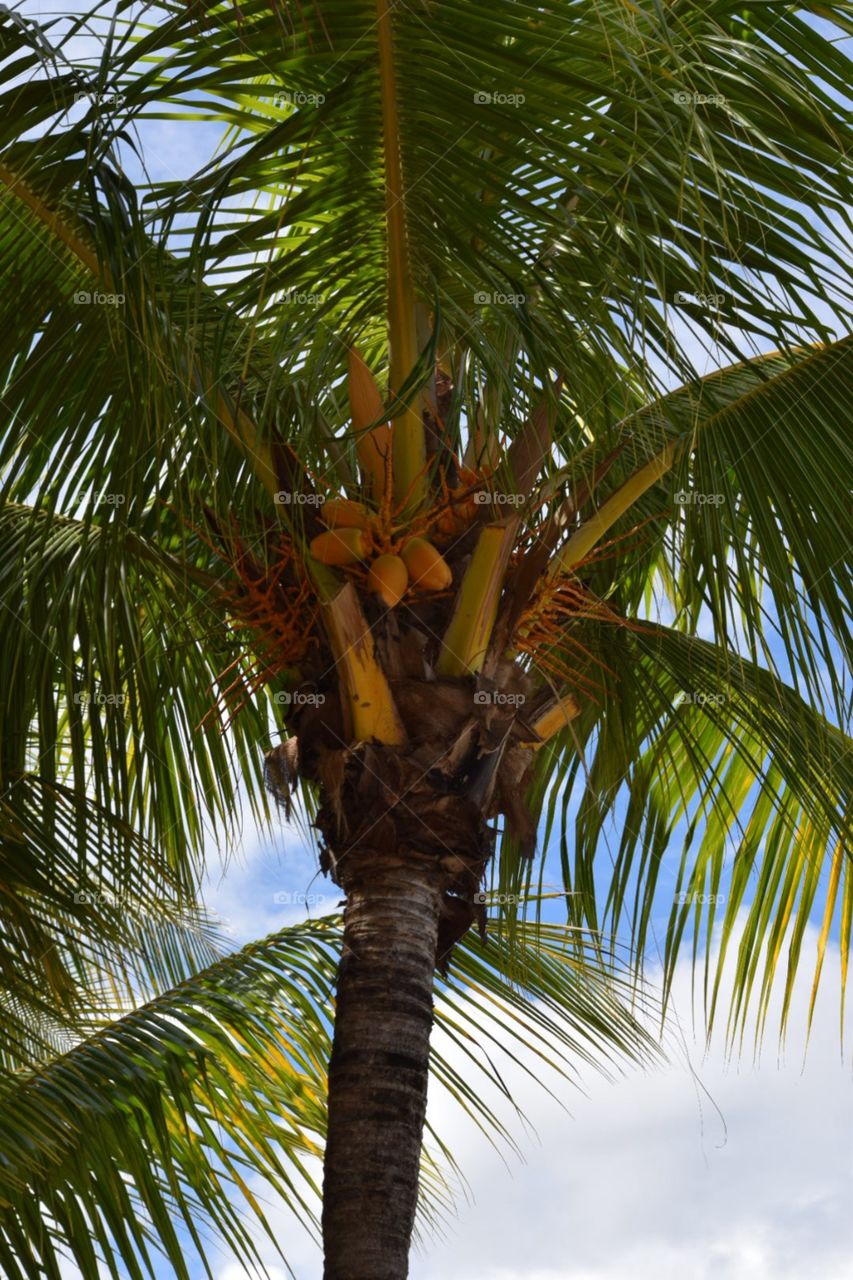 Palm Mauritius 