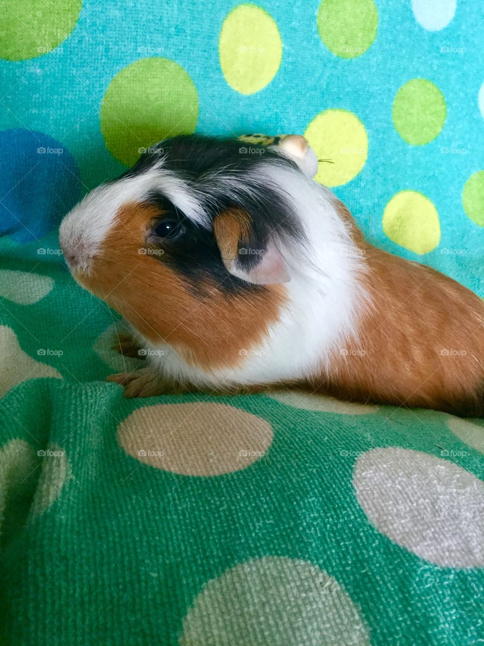  My Baby Guinea piglet Jonathan  