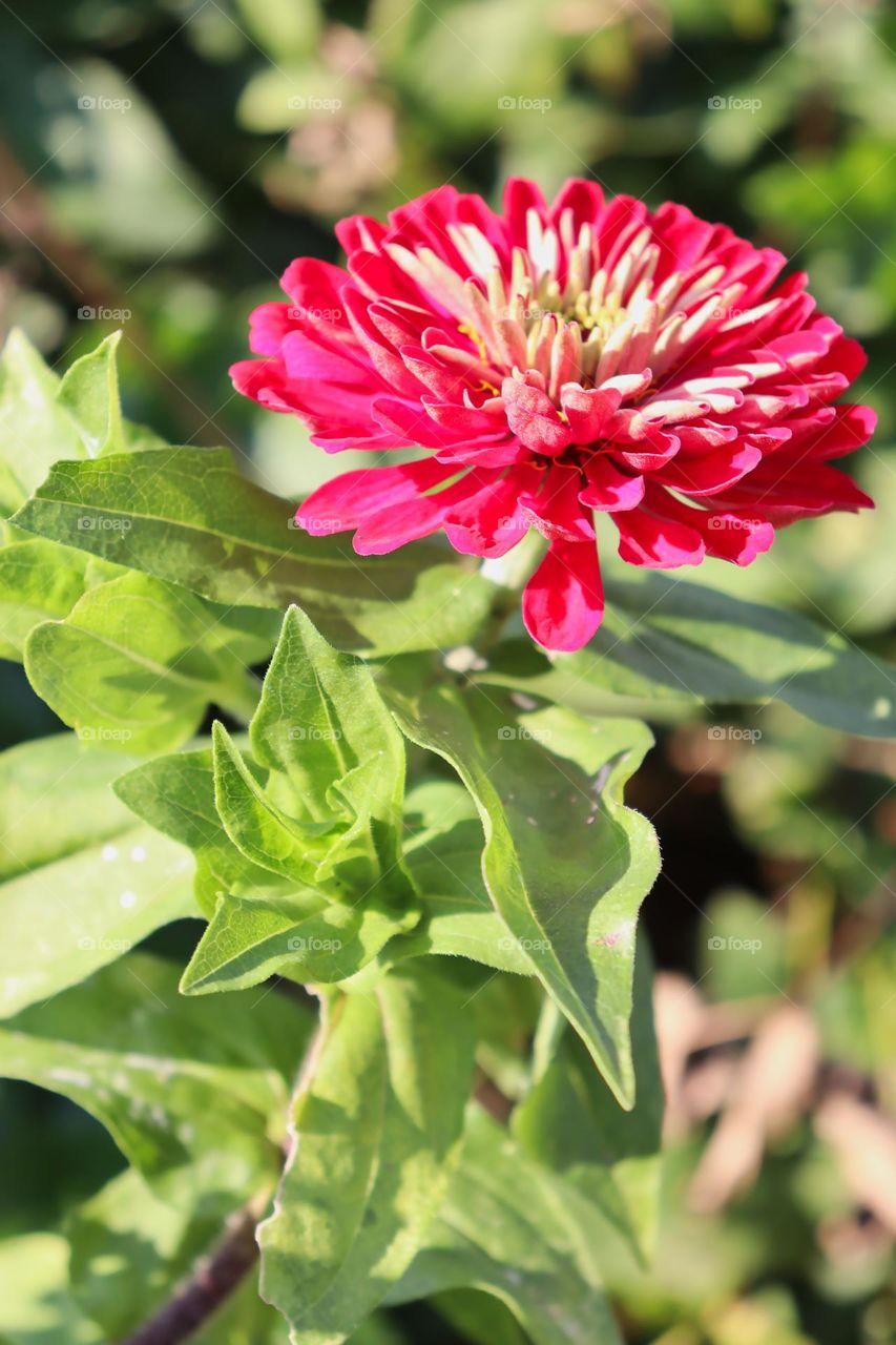 Closeup of red zinnia. 