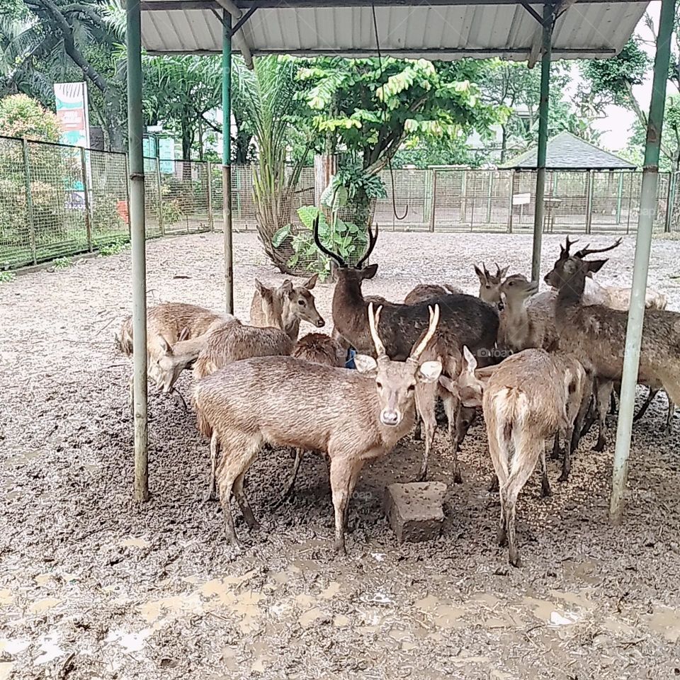 Rusa timorensis javan