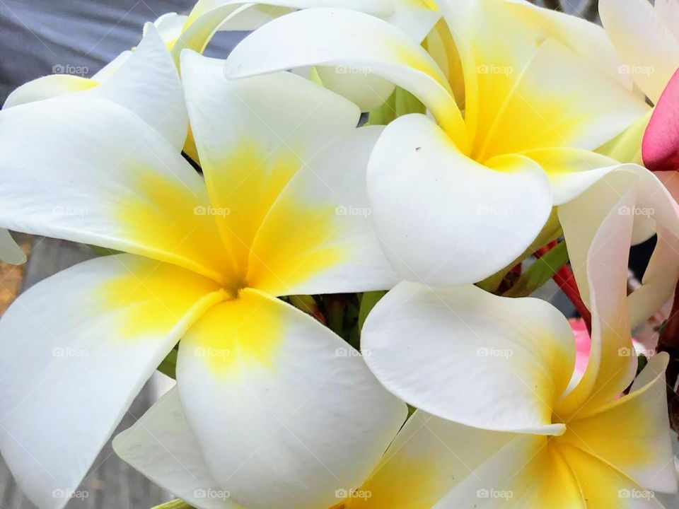 Plumeria