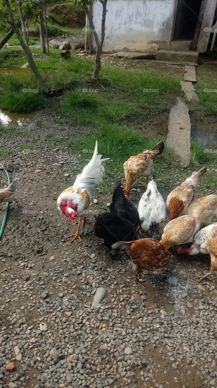 ROOSTER CHICKEN BIRDS